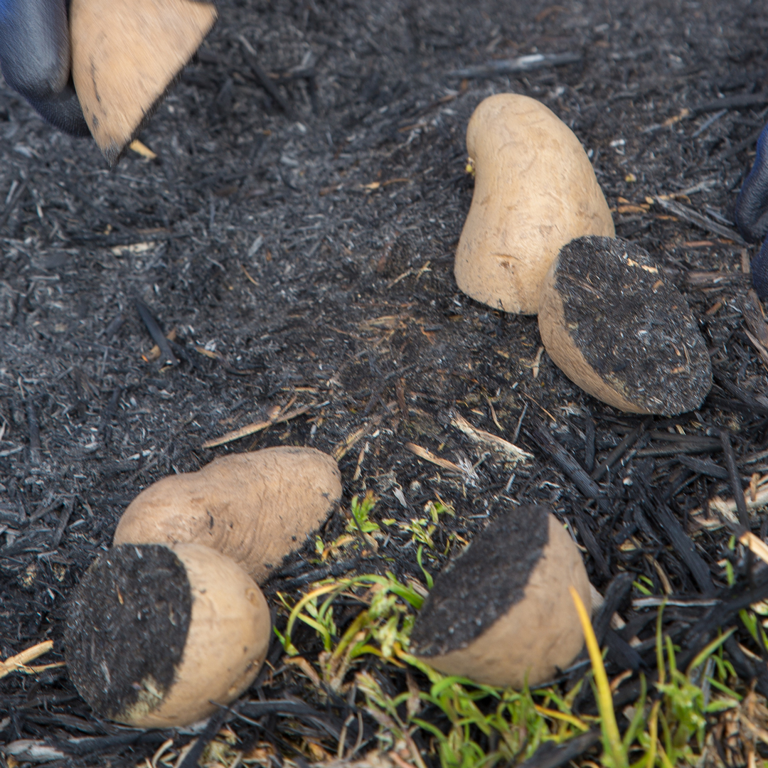 天然ゴムコーティング薄手背抜き手袋2
